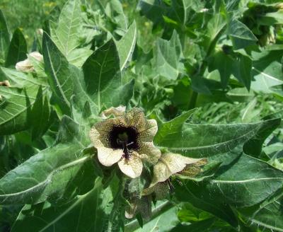 Прикрепленное изображение: 305.jpg